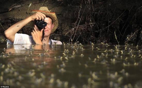 На реке Тис ежегодно проходит удивительное природное «шоу» в брачный период подёнок