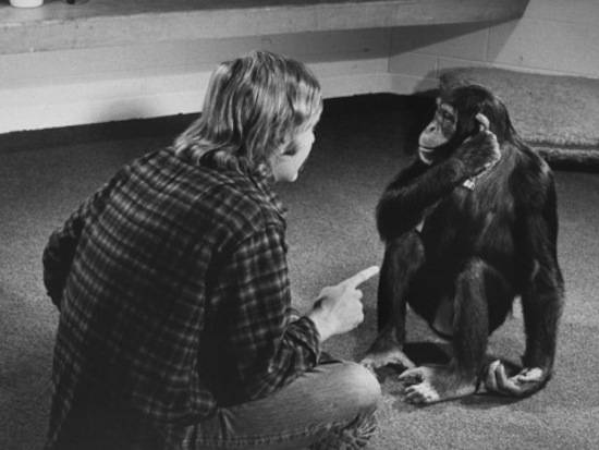 Шимпанзе Люси знала 140 слов, пила джин и смотрела порно