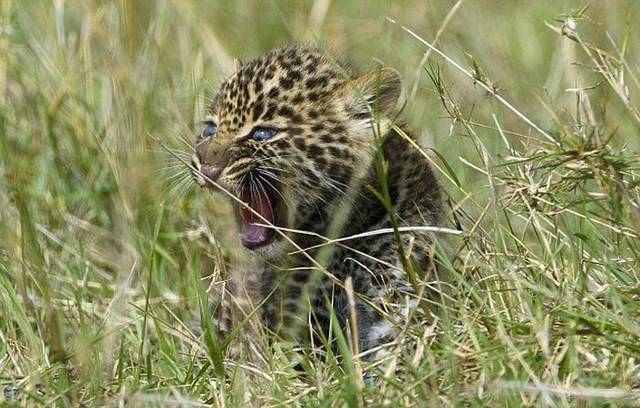 Позитивная история маленького леопарда (8 фото)