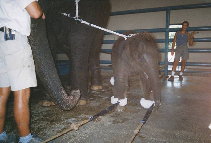 Цирковые слоны. Процесс обучения (23 фото)
