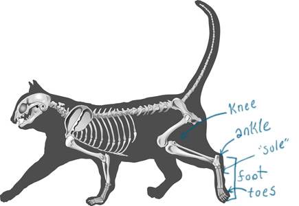 То, что у кошек и собак считается коленями, на самом деле — лодыжки, а колени спрятаны в шерсти