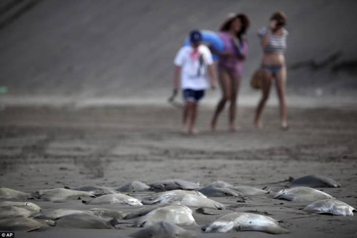 На берегу Мексиканского залива обнаружены более 250 туш электрических скатов (4 фото)