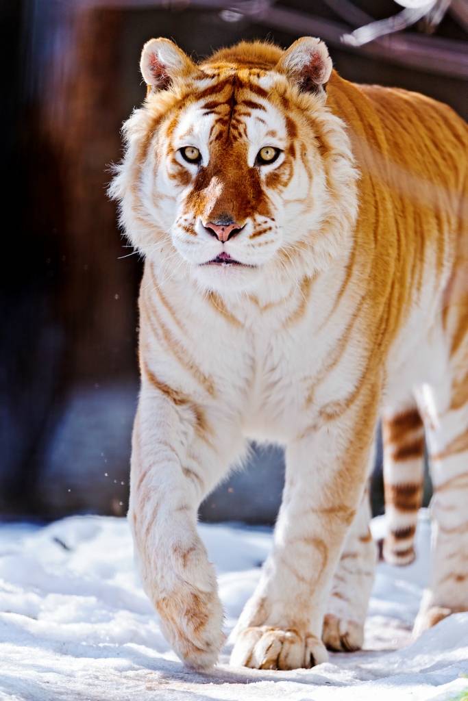 Золотой тигр (6 фото)