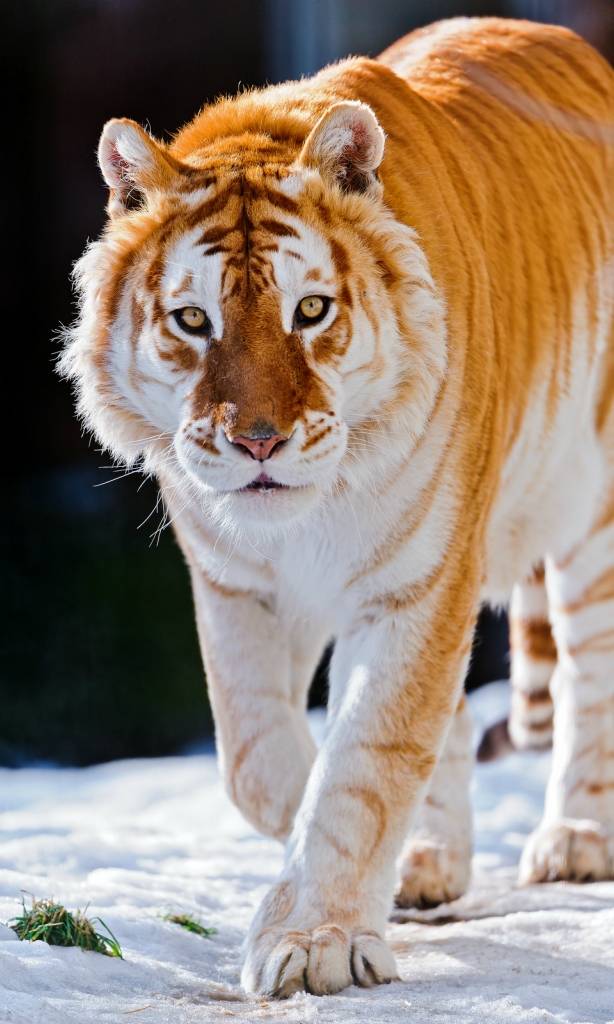 Золотой тигр (6 фото)