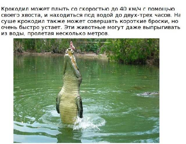 Коллекция интересных и познавательных фактов о крокодилах (15 фото)