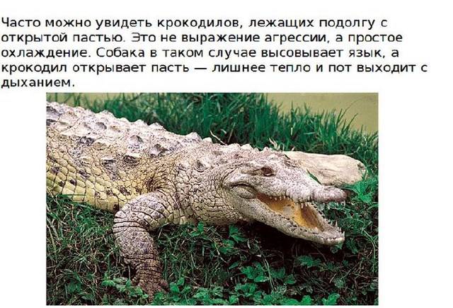 Коллекция интересных и познавательных фактов о крокодилах (15 фото)