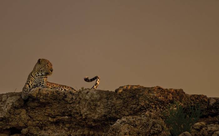 Красота дикой природы Африки (15 фото)