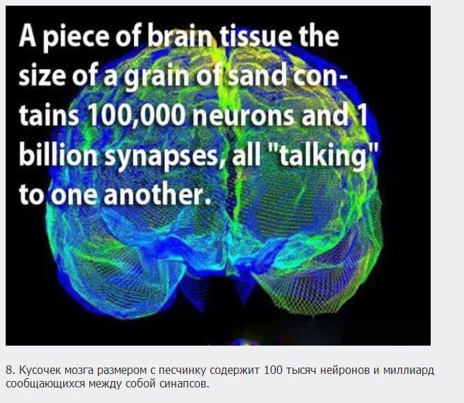 18 познавательных фактов о мозге (18 картинок)