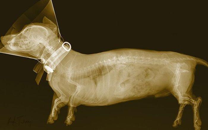 Животные под рентгеном (18 фото)
