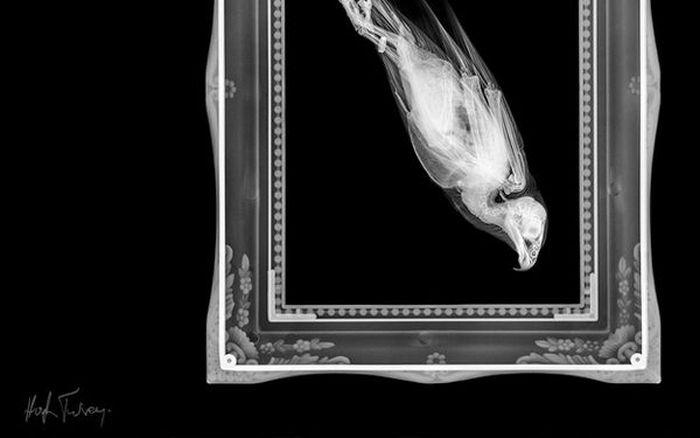 Животные под рентгеном (18 фото)