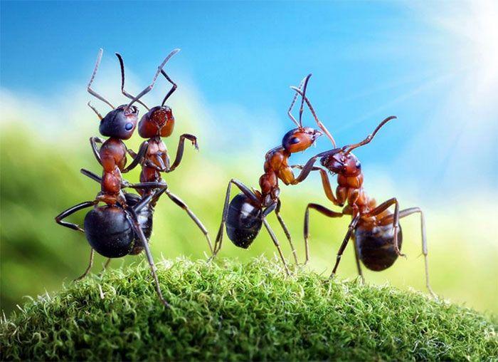 Картины нескучной муравьиной жизни от Андрея Павлова 
