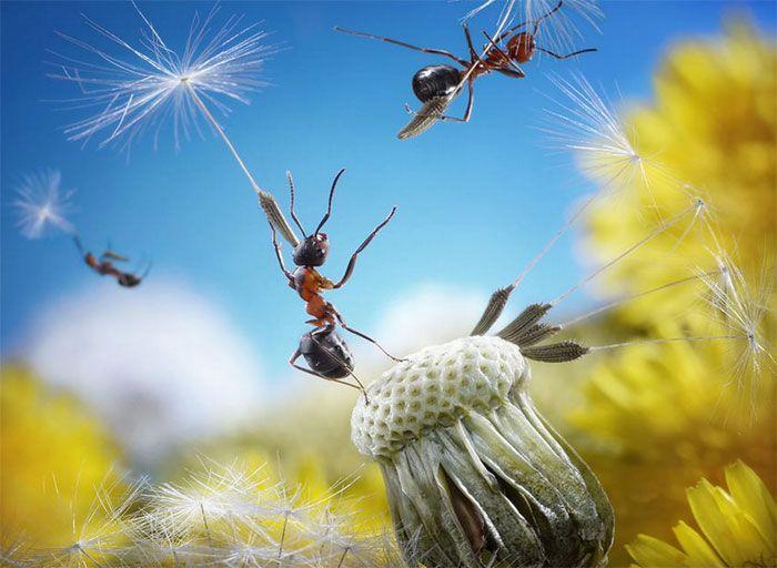 Картины нескучной муравьиной жизни от Андрея Павлова 