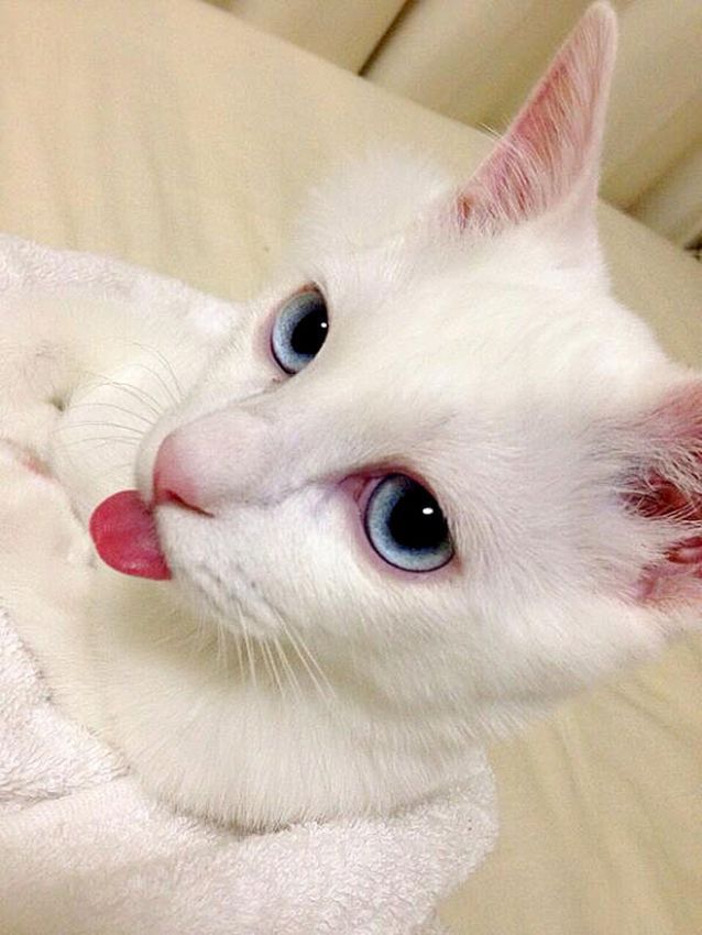  Кошка с шикарными глазами (9 фото) 