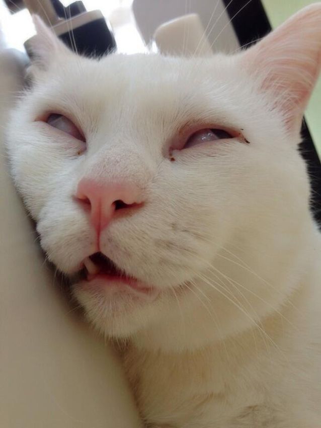  Кошка с шикарными глазами (9 фото) 