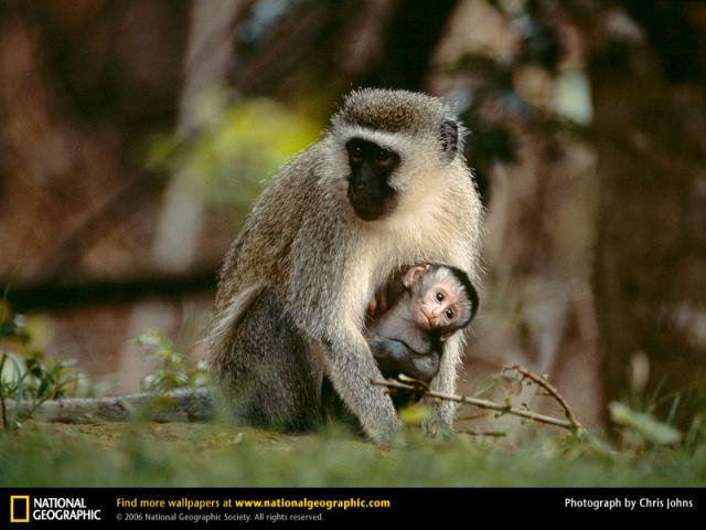 National Geographic  (103 ) 