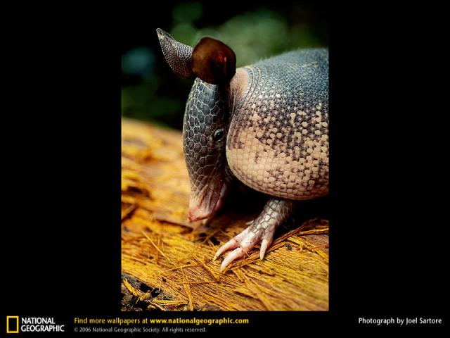 National Geographic  (103 ) 