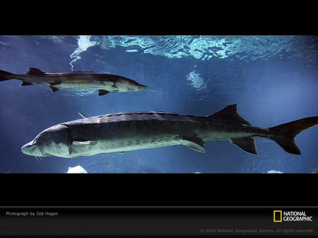 National Geographic  (103 ) 