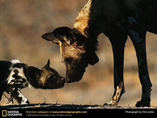 National Geographic  (103 ) 