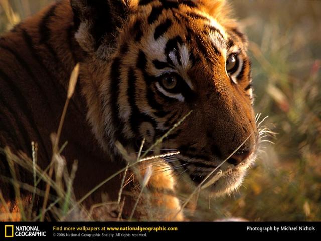 National Geographic  (103 ) 