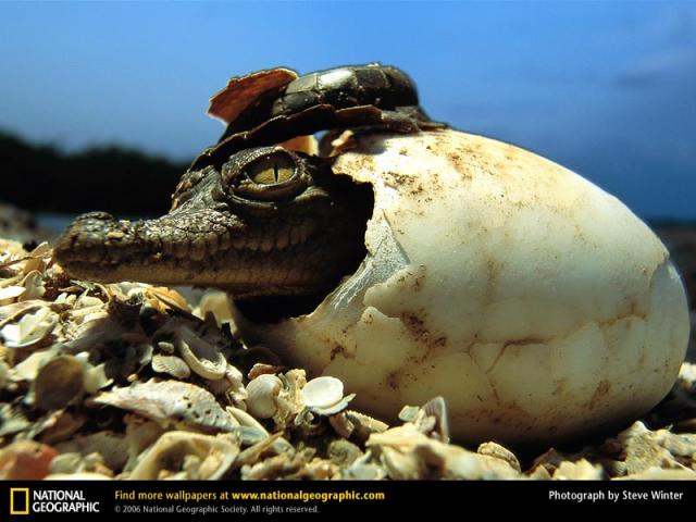 National Geographic  (103 ) 