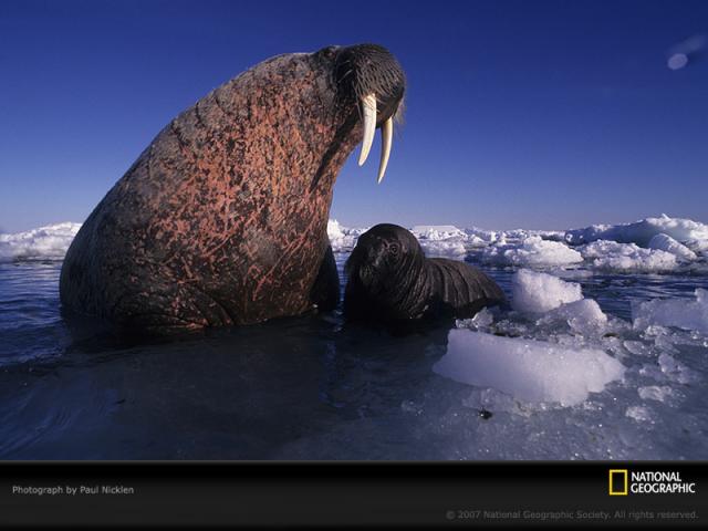 National Geographic  (103 ) 