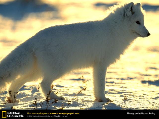 National Geographic  (103 ) 