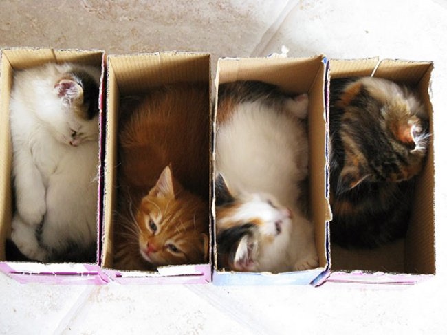 Кошки, которые умеют помещаться во всё (19 фото)