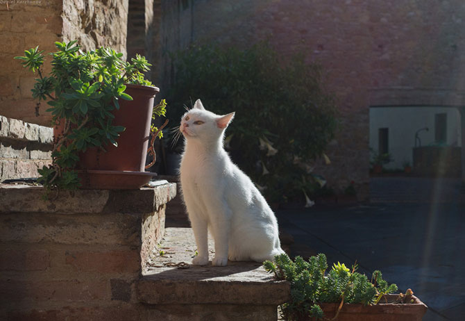    : Pienza (60 )