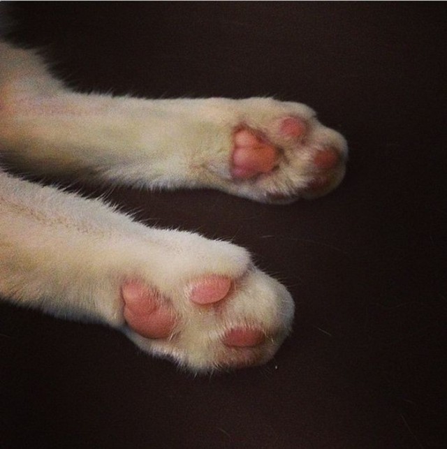 Кошка-инвалид по кличке Ру стала новой звездой Instagram (13 фото)