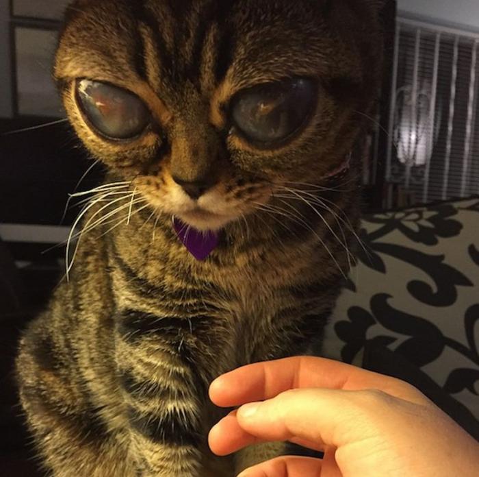 Кошка, похожая на пришельца (6 фото)