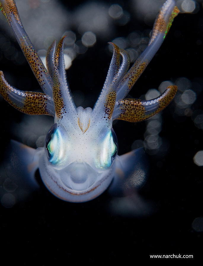 45 красивых подводных фотографий, от которых замирает дыхание (45 фото)