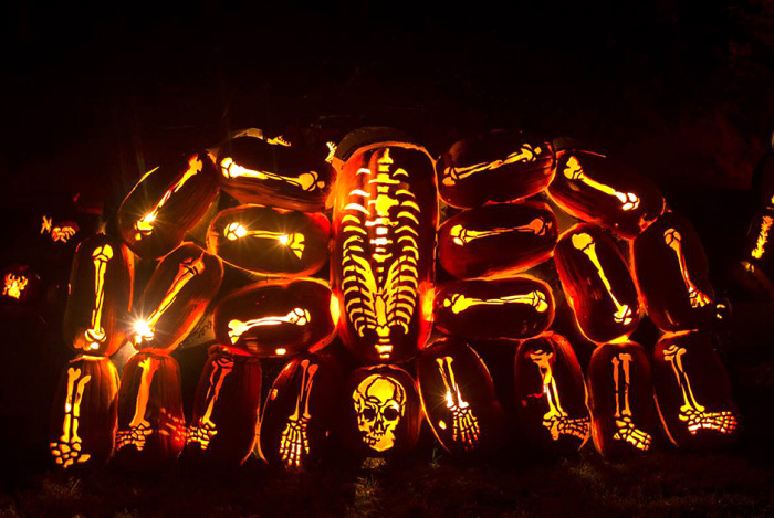  Great Jack O' Lantern Blaze (17 )