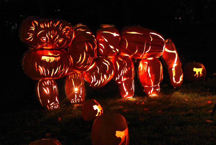  Great Jack O' Lantern Blaze (17 )