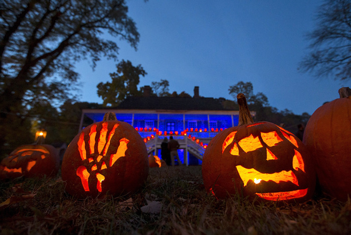  Great Jack O' Lantern Blaze (17 )