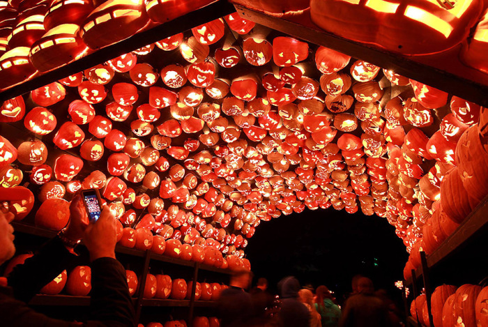  Great Jack O' Lantern Blaze (17 )