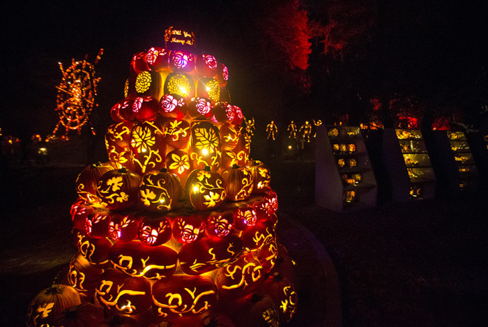  Great Jack O' Lantern Blaze (17 )