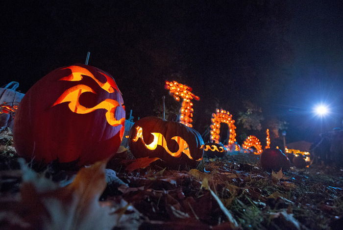  Great Jack O' Lantern Blaze (17 )