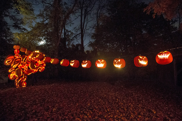  Great Jack O' Lantern Blaze (17 )