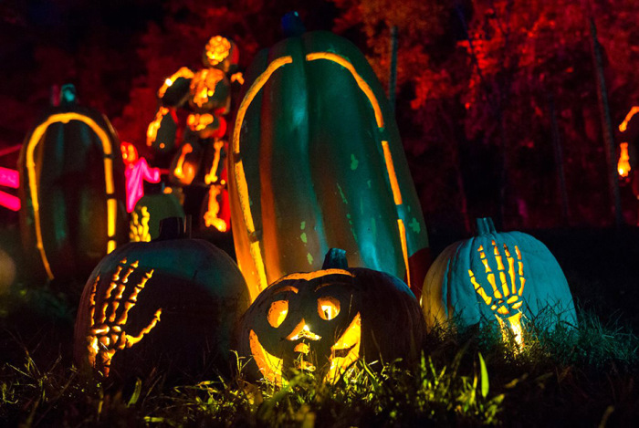  Great Jack O' Lantern Blaze (17 )