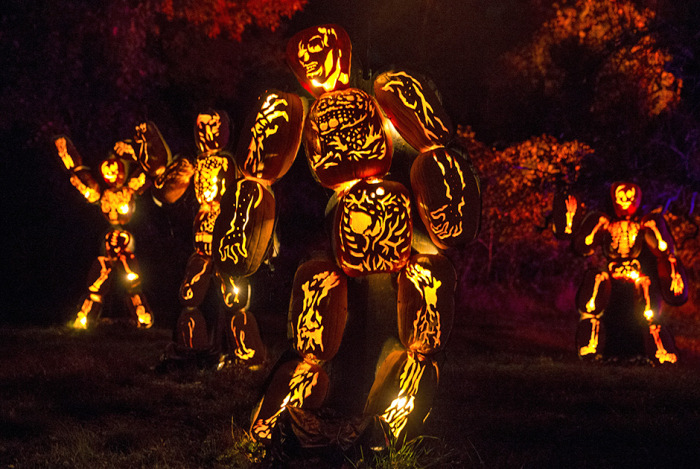  Great Jack O' Lantern Blaze (17 )