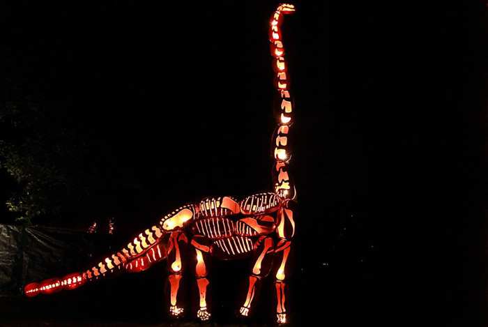  Great Jack O' Lantern Blaze (17 )