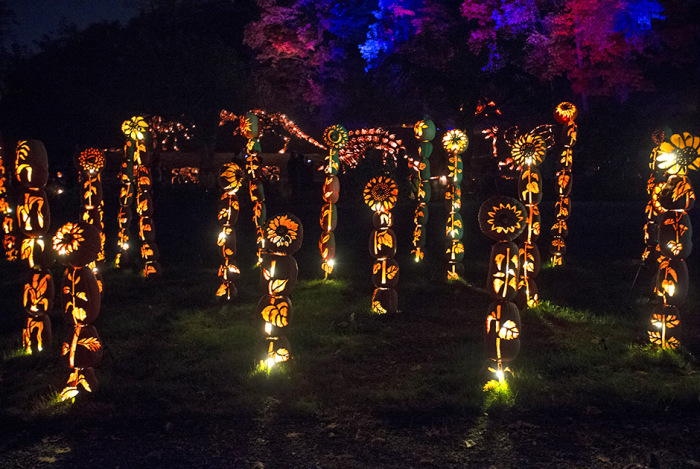  Great Jack O' Lantern Blaze (17 )