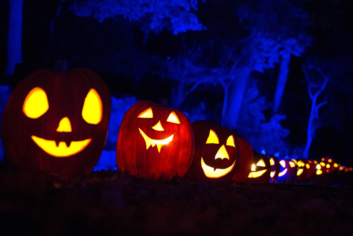  Great Jack O' Lantern Blaze (17 )