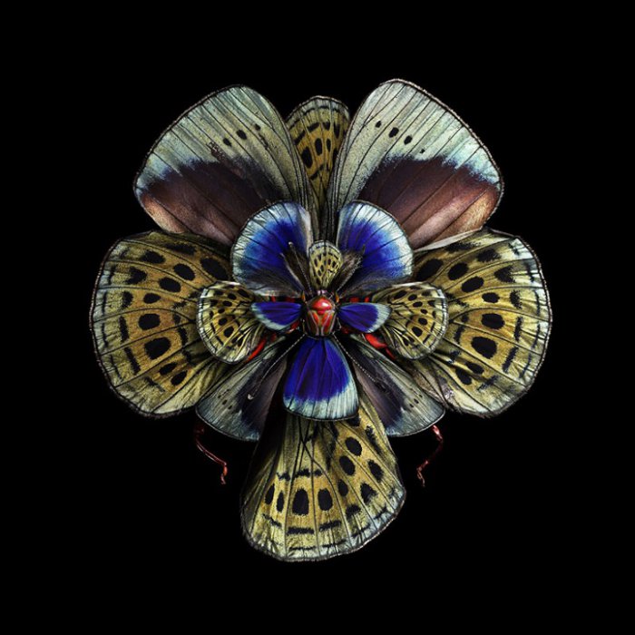 Mimesis – цифровая мимикрия бабочек (9 фото)