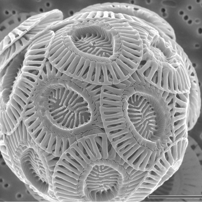 Удивительные снимки, сделанные под микроскопом (10 фото)