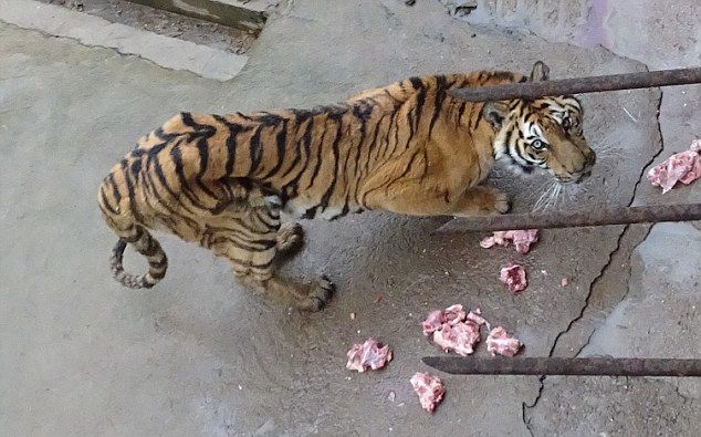 Китайцы варят тигров ради вина, повышающего потенцию (14 фото)