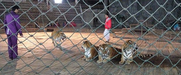 Китайцы варят тигров ради вина, повышающего потенцию (14 фото)