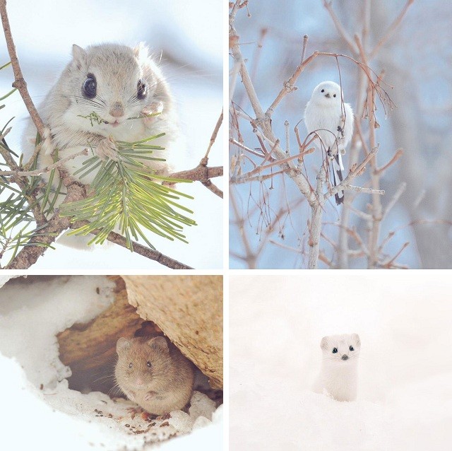 7 самых милых животных с острова Хоккайдо (24 фото)