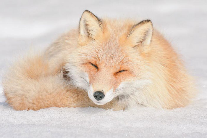 7 самых милых животных с острова Хоккайдо (24 фото)