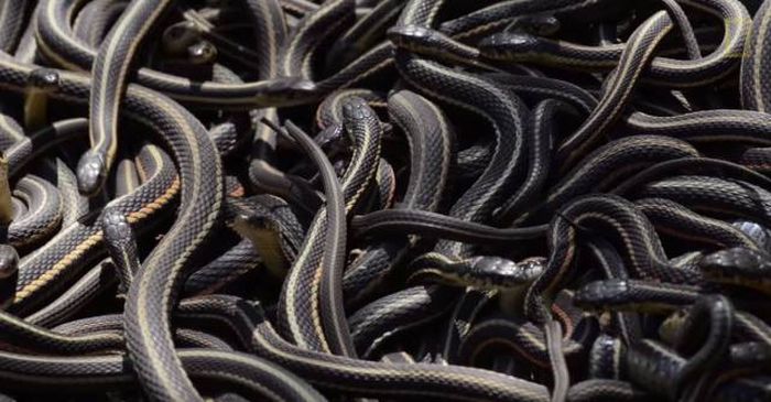   Narcisse Snake Dens     (12 )